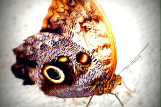 schmetterling