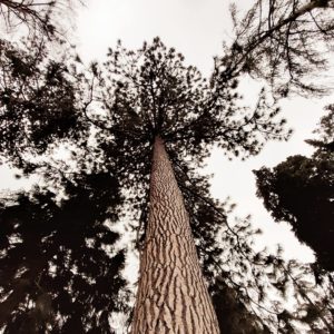 Gehmeditation | mindful walking