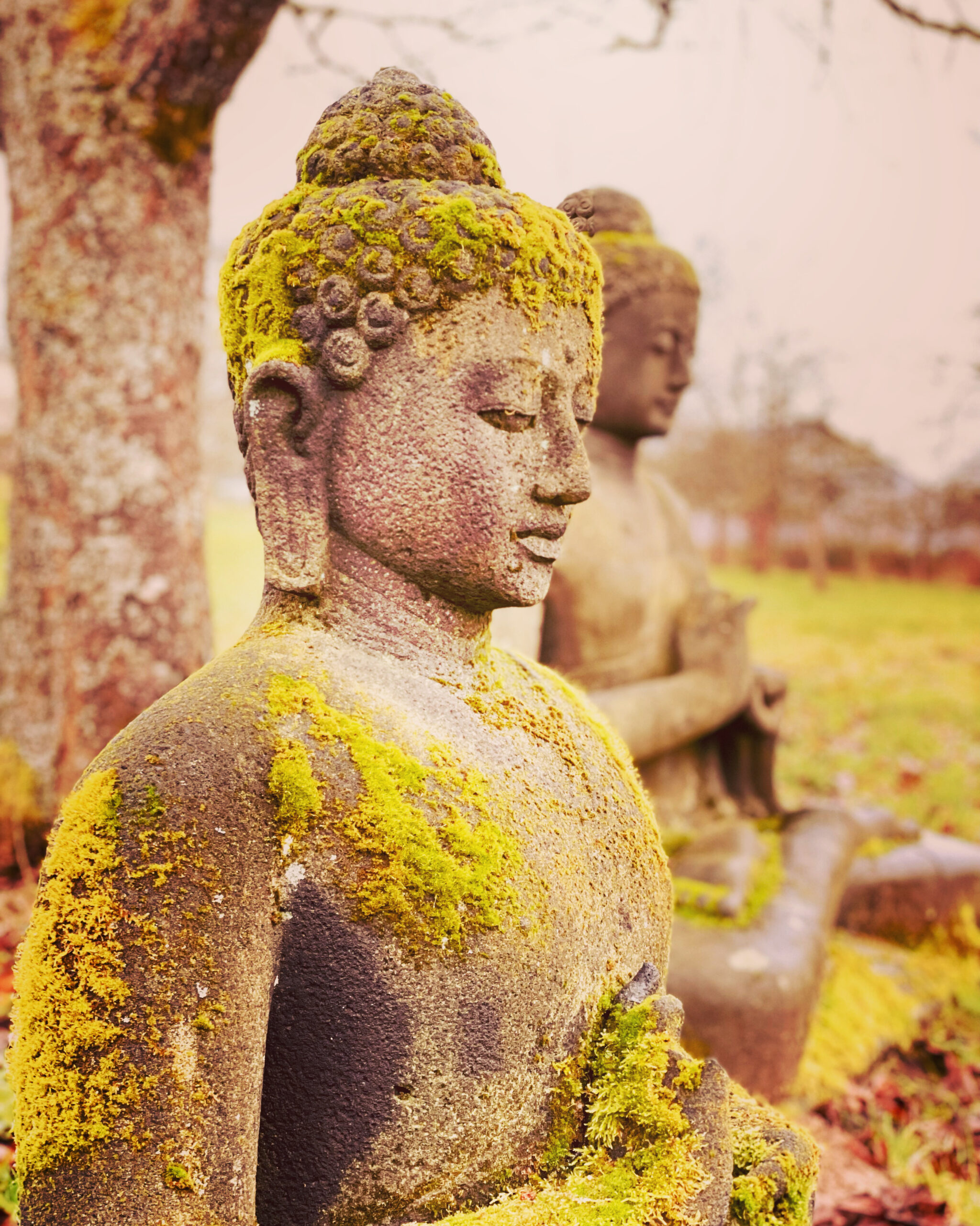 Metta-Meditation | Meditation für Herz & Nervensystem